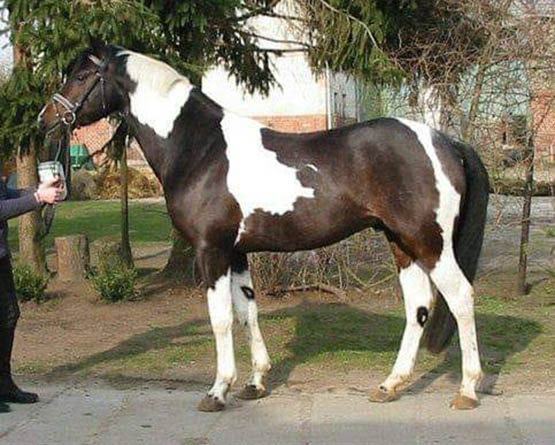 Aragon-S - Coloured Stallion