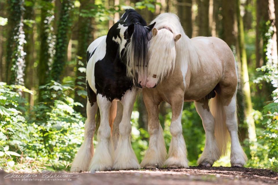 Claudia Rahlmeier - Equestrian Photographer