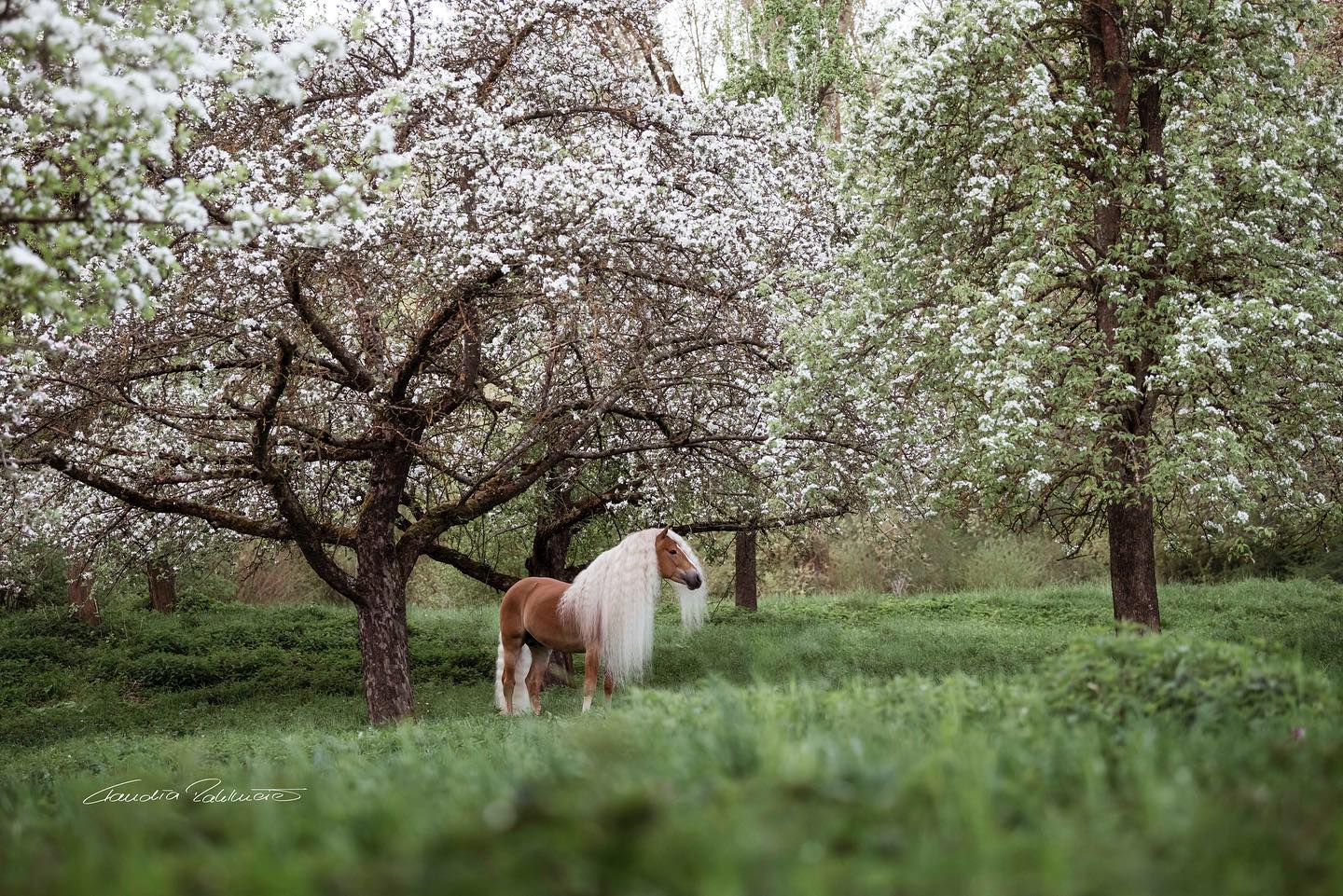 Claudia-Rahlmeier-Equestrian-Photos