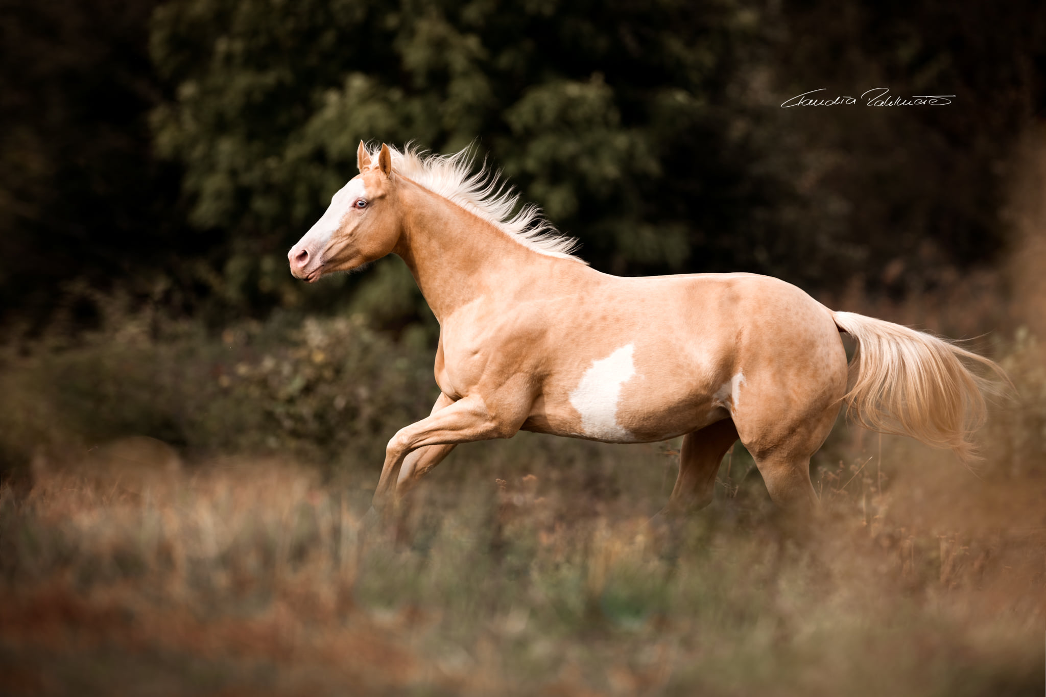 Claudia Rahlmeier - Equestrian Photographer