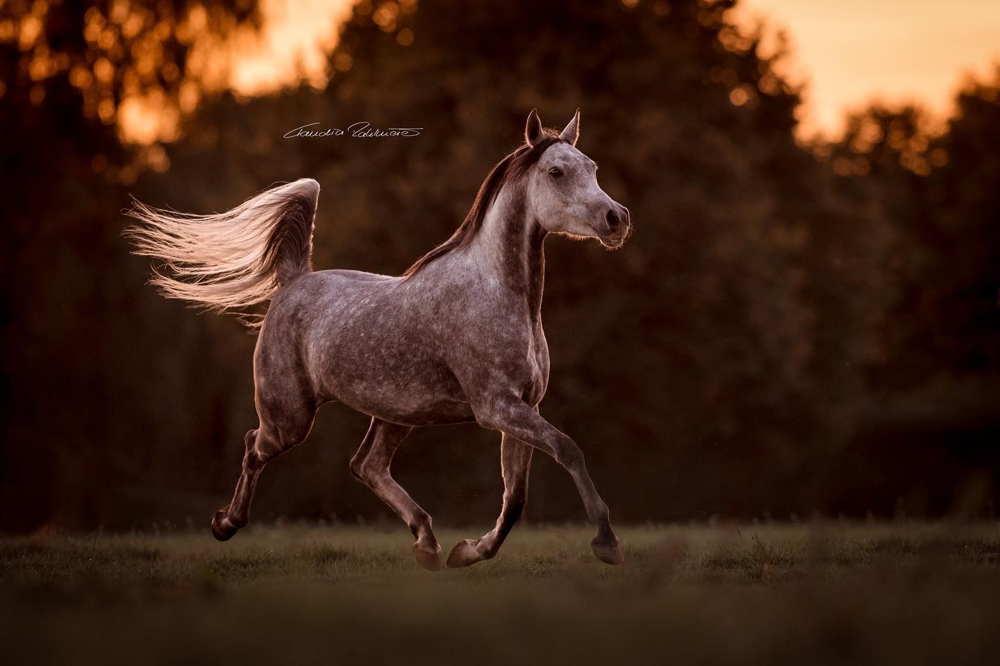 Claudia Rahlmeier - Horse Photographer