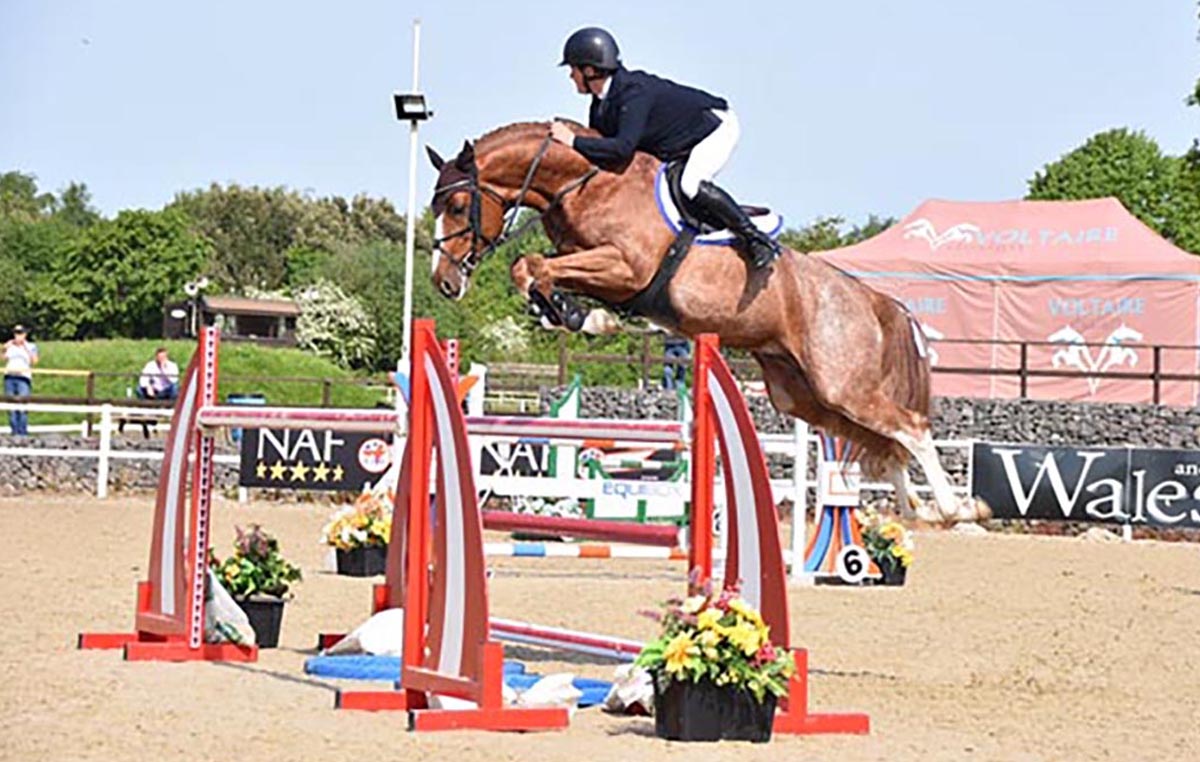 Escape Z - International showjumper competed by Harrie Smolders