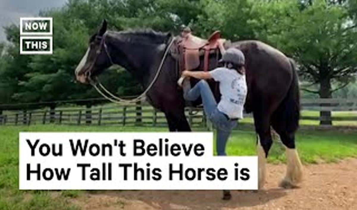 Tallest Horses In The World Stable Express