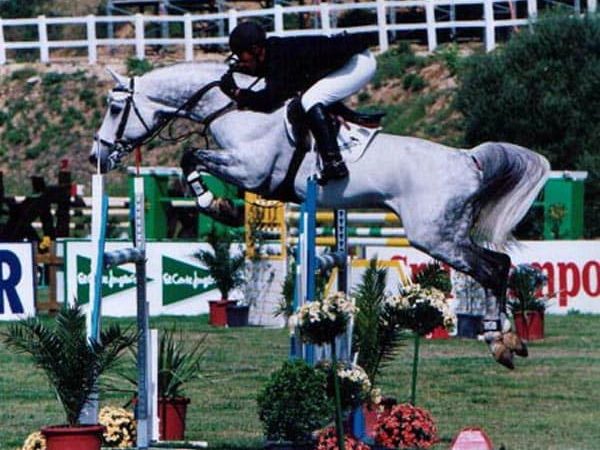 Show Jump For Sale