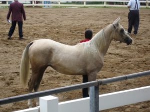 Arabian Foals For Sale