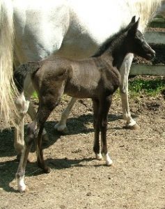 Arabian Foal For Sale