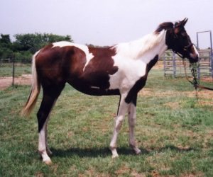 Lagniappe - Foal For Sale