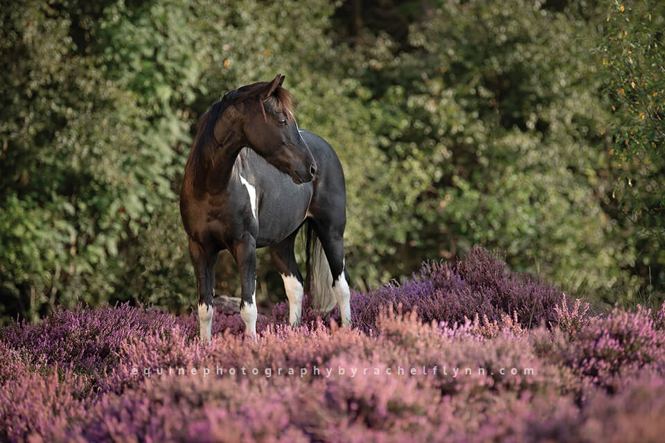 Equine-Photography-By-Rachel-Flynn-Web-Photo