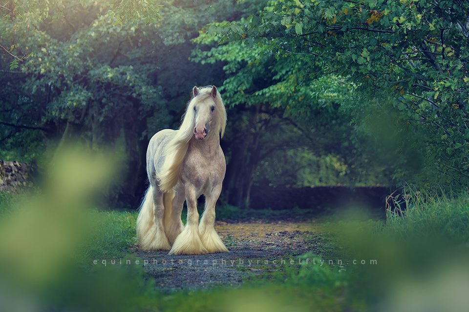 Equine-Photography-By-Rachel-Flynn