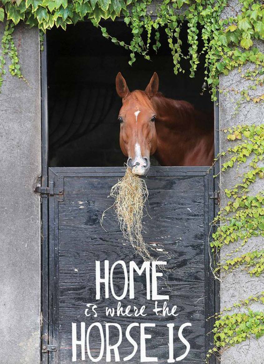 Home Is Where The Horse Is