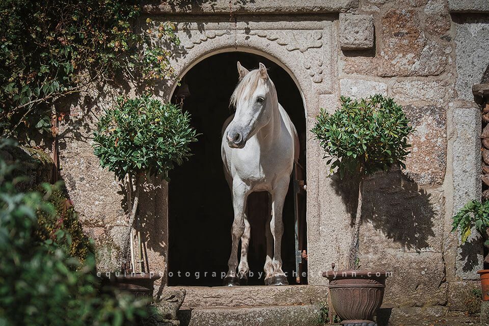 Horse-Photography-By-Rachel-Flynn-Web