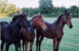 Foals-For-Sale-Wales