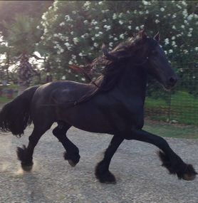 Friesian-Sporthorse1