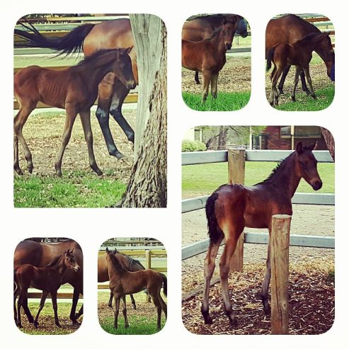 Thorne-Park-Pony-Foals-1