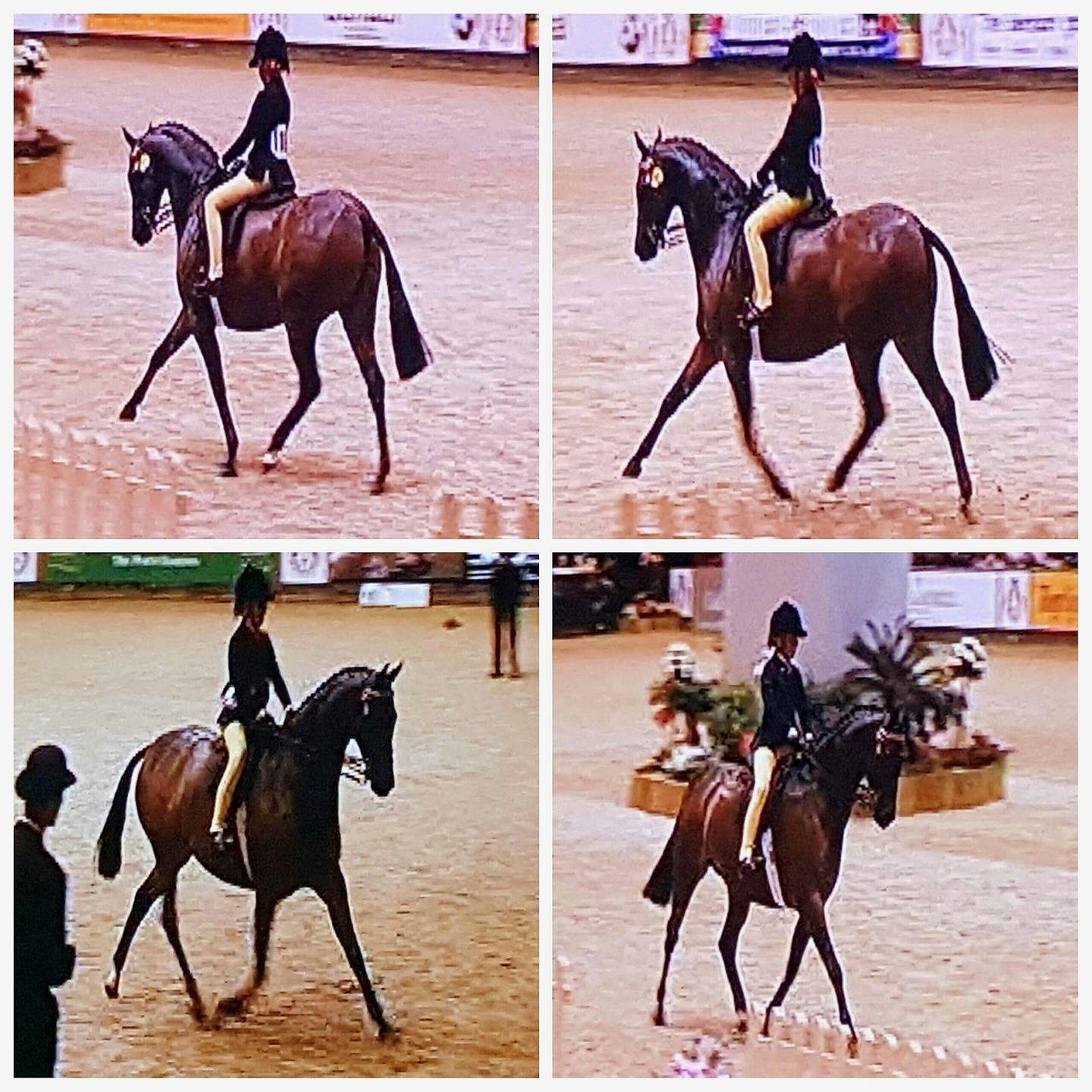 Thorne-Park-Pony-Stud